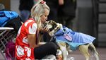 Gemas Banget, Saat Anjing Bersaing Memperebutkan Mahkota Bulldog Tercantik
