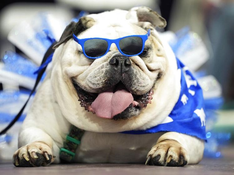 Gemas Banget, Saat Anjing Bersaing Memperebutkan Mahkota Bulldog Tercantik