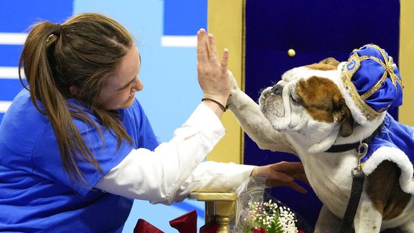 Maggie Estby, dari Champlin, Minn., melakukan high-five bulldognya Bam Bam setelah anjing itu dinobatkan sebagai pemenang Kontes Bulldog Cantik Drake Relay.