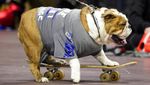 Gemas Banget, Saat Anjing Bersaing Memperebutkan Mahkota Bulldog Tercantik