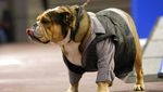 Gemas Banget, Saat Anjing Bersaing Memperebutkan Mahkota Bulldog Tercantik