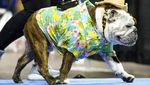 Gemas Banget, Saat Anjing Bersaing Memperebutkan Mahkota Bulldog Tercantik