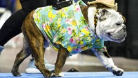 Winston Bishop, milik Sarah Warga, berjalan melintasi panggung saat penjurian. Kontes ini dimulai dari perayaan Drake Relays di Universitas Drake di mana seekor bulldog adalah maskotnya.