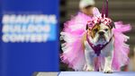 Gemas Banget, Saat Anjing Bersaing Memperebutkan Mahkota Bulldog Tercantik