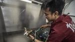 Jasa Penitipan Hewan Ketiban Rezeki Jelang Lebaran