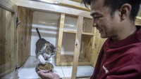 Petugas memberikan makanan ke kucing yang dititipkan di tempat jasa penitipan hewan Radhiyan Pet and Care, Jakarta.