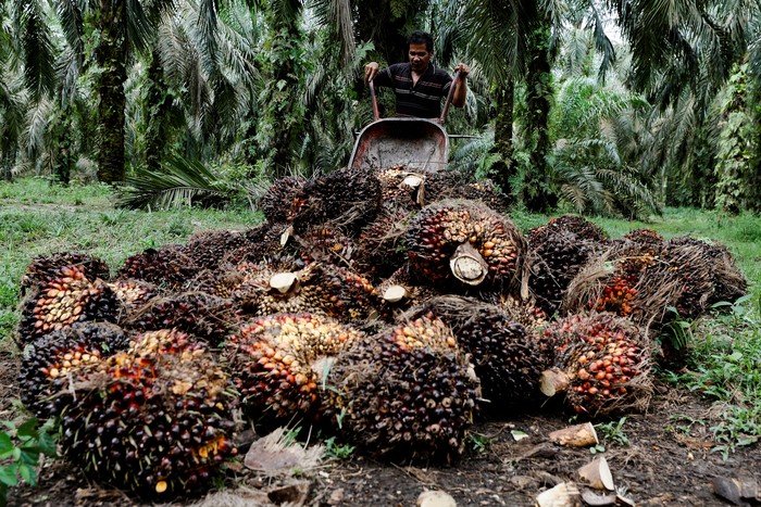 Kelapa Sawit A worker loads fresh fruit bunches to be distributed from the collector site to CPO factories in Kampar regency, as Indonesia announced a ban on palm oil exports effective this week, in Riau province, Indonesia, April 26, 2022. REUTERS/Willy Kurniawan