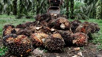Dikutip dari Reuters, Selasa (26/4/2022), kebijakan larangan ekspor Indonesia akan mengangkat harga semua minyak nabati utama termasuk minyak sawit, minyak kedelai, minyak bunga matahari.