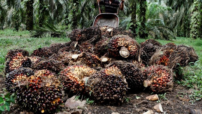 A worker loads fresh fruit bunches to be distributed from the collector site to CPO factories in Kampar regency, as Indonesia announced a ban on palm oil exports effective this week, in Riau province, Indonesia, April 26, 2022. REUTERS/Willy Kurniawan