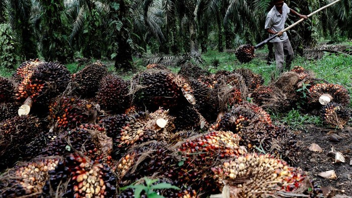 Kelapa Sawit A worker loads fresh fruit bunches to be distributed from the collector site to CPO factories in Kampar regency, as Indonesia announced a ban on palm oil exports effective this week, in Riau province, Indonesia, April 26, 2022. REUTERS/Willy Kurniawan