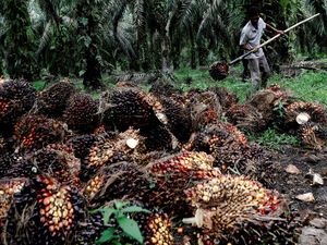 Petani Sawit Teriak Cabut Larangan Ekspor, Petinggi Kemendag Bilang Begini