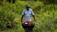 Patut diketahui, minyak kelapa sawit yang digunakan untuk berbagai kebutuhan menyumbang 60% dari pengiriman minyak nabati global. Sementara, Indonesia merupakan produsen utama yang menyumbang sepertiga dari semua ekspor minyak nabati.
