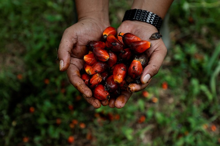 A worker loads fresh fruit bunches to be distributed from the collector site to CPO factories in Kampar regency, as Indonesia announced a ban on palm oil exports effective this week, in Riau province, Indonesia, April 26, 2022. REUTERS/Willy Kurniawan