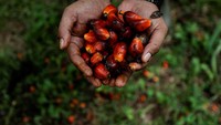 Di tengah gonjang-ganjing kasus minyak goreng, Presiden Jokowi akhirnya memutuskan untuk turun tangan. Jokowi melarang ekspor bahan baku minyak goreng (minyak sawit) dan minyak goreng mulai 28 April 2022. Kebijakan ini berlaku sampai masa waktu yang akan ditentukan kemudian.