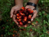 RI Kini Punya Bursa CPO, Apa Manfaatnya buat Petani Sawit?