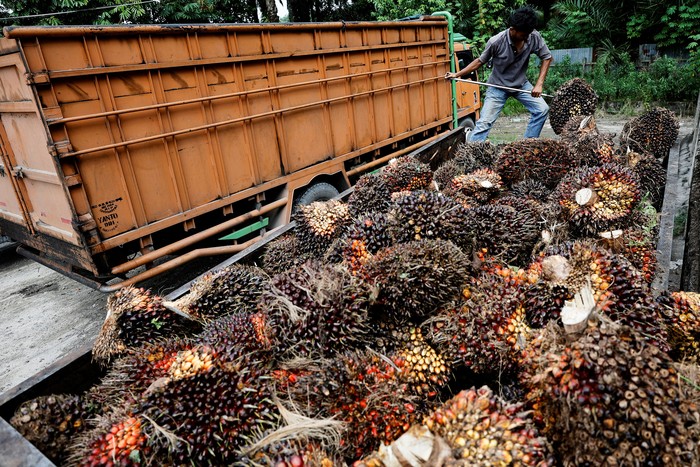 A worker loads fresh fruit bunches to be distributed from the collector site to CPO factories in Kampar regency, as Indonesia announced a ban on palm oil exports effective this week, in Riau province, Indonesia, April 26, 2022. REUTERS/Willy Kurniawan