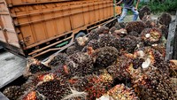 Petani memanen kelapa sawit di Kampar, Riau, Selasa (26/4/2022). Kebijakan pemerintah Indonesia melarang ekspor minyak sawit memberikan dampak yang besar. Hal itu membuat konsumen minyak nabati global tidak memiliki pilihan selain membayar lebih tinggi.
