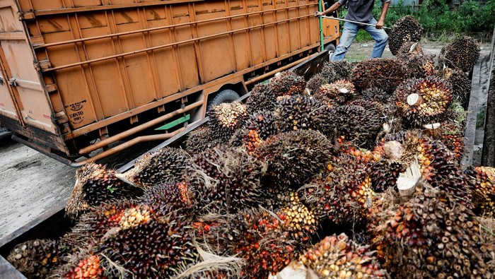 A worker loads fresh fruit bunches to be distributed from the collector site to CPO factories in Kampar regency, as Indonesia announced a ban on palm oil exports effective this week, in Riau province, Indonesia, April 26, 2022. REUTERS/Willy Kurniawan