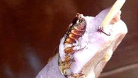 Segarnya es krim yang dinginnya tidak pernah gagal mengatasi dahaga. Tetapi jika dapat es krim dengan kecoak seperti ini tampaknya lebih baik kehausan saja. Foto: Twitter/jowoshitpost