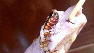 10 Momen Apes Netizen Saat Makan, Dapat Hadiah Kecoak hingga Cicak