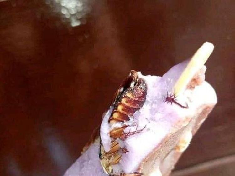 10 Momen Apes Netizen Saat Makan, Dapat Hadiah Kecoak hingga Cicak