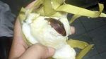 10 Momen Apes Netizen Saat Makan, Dapat Hadiah Kecoak hingga Cicak