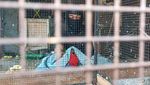 Kena! Pedagang Burung Ilegal di Bandung Diringkus Polisi