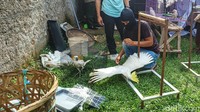 Burung itu dijual oleh tersangka di media sosial dengan harga yang bervariatif.