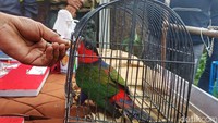 Tersangka menjual belikan burung tersebut dengan keadaan tidak memiliki izin.
