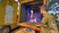 Saat ini 40 burung tersebut dititipkan sementara di Balai Besar Konservasi Sumber Daya Alam (BKSDA) Jawa Barat.