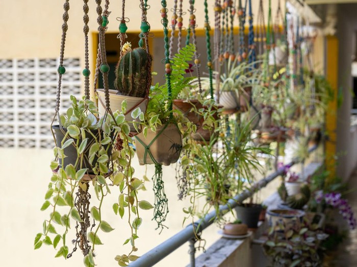 Collection of hanging green plants outdoor and growing in pots on the balcony