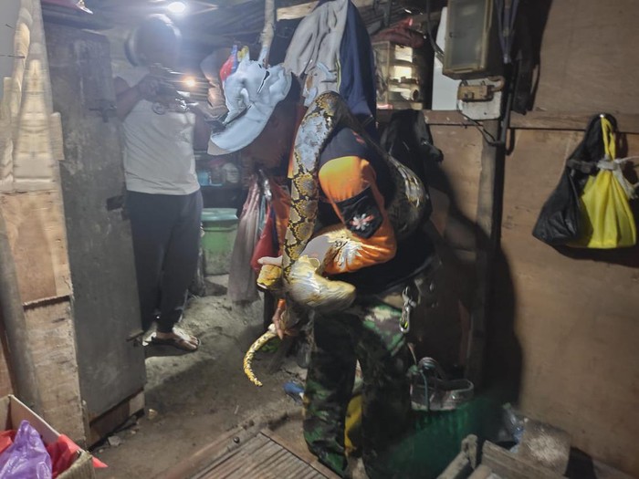 Tim Animal Rescue BPBD Kudus menangkap ular di warung Kudus, Selasa (26/4/2022).