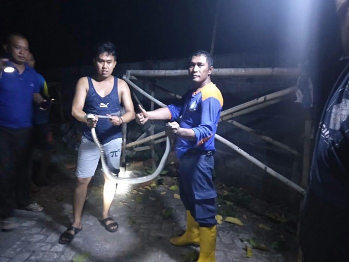 Ular kobra yang meneror warga Dusun Lumbang, Desa Sukokerto, Kecamatan Pajarakan, Kabupaten Probolinggo ditangkap. Ular itu ditangkap bersama 3 anaknya.