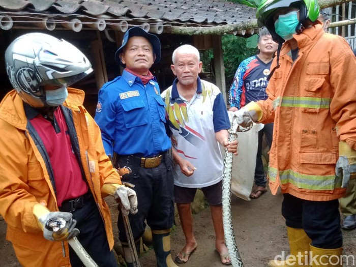 Ular piton 2,8 meter yang ditangkap saat memangsa induk dan 7 anak ayam di Wonogiri