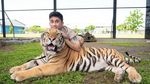 Alshad Ahmad Sang Tiger King