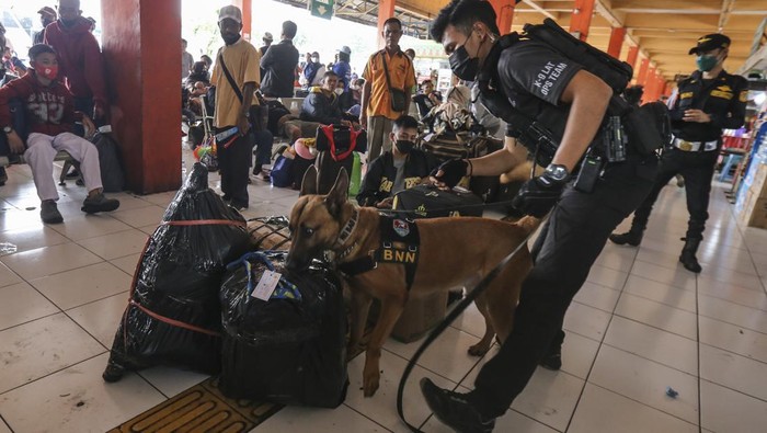 Anjing Pelacak Periksa Barang Bawaan Pemudik Petugas mengerahkan anjing pelacak K9 BNN saat memeriksa barang bawaan penumpang di Terminal Kampung Rambutan, Jakarta, Rabu (27/4/2022). Pemeriksaan dengan anjing pelacak K9 BNN tersebut dilakukan guna mengantisipasi peredaran narkotika di tengah arus mudik menyambut Hari Raya Idul Fitri 1443 H. ANTARA FOTO/Asprilla Dwi Adha/rwa.