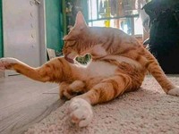 fotoinet kumpulan foto lucu bikin mood naik