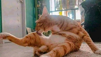 Timing motret yang sempurna bisa dapat gambar love.  Foto: Boredpanda