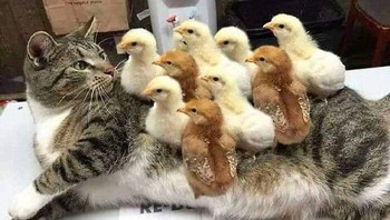 Si kucing yang jadi ibu dari anak-anak ayam. Foto: Boredpanda