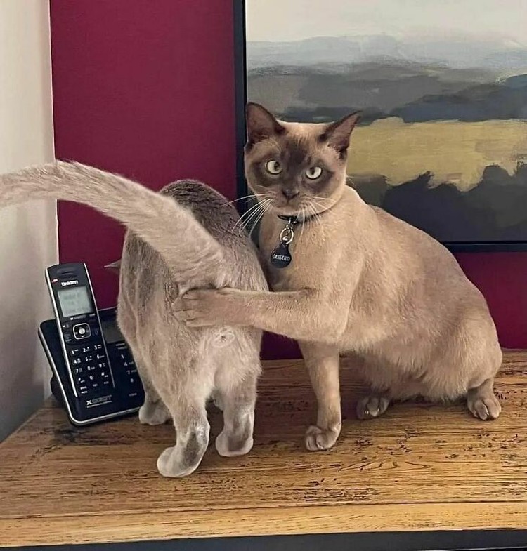 fotoinet kumpulan foto lucu bikin mood naik