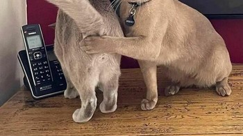 Teman yang baik nutupin bokong biar tak difoto. Foto: Boredpanda