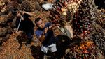 Panen Kelapa Sawit di Tengah Drama Panjang Mahalnya Migor