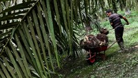 Dalam catatan detikcom, naiknya harga minyak goreng mulai terdeteksi pada Oktober 2021 lalu. Secara nasional harga minyak goreng kemasan bermerek 1 naik 0,58% atau Rp 100 menjadi Rp 17.300/kg, minyak goreng kemasan bermerek 2 naik 0,6% atau Rp 100 menjadi Rp 16.800/kg, dan minyak goreng curah naik 0,92% atau Rp 150 menjadi Rp 16.400/kg.