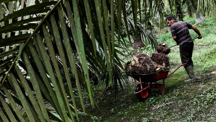 A worker transports palm oil fresh fruit bunches during harvest at a plantation in Kampar regency, Riau province, Indonesia April 26, 2022. Picture taken April 26, 2022. Picture taken April 26, 2022. REUTERS/Willy Kurniawan