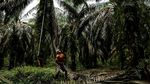 Panen Kelapa Sawit di Tengah Drama Panjang Mahalnya Migor