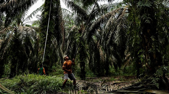 A worker transports palm oil fresh fruit bunches during harvest at a plantation in Kampar regency, Riau province, Indonesia April 26, 2022. Picture taken April 26, 2022. Picture taken April 26, 2022. REUTERS/Willy Kurniawan