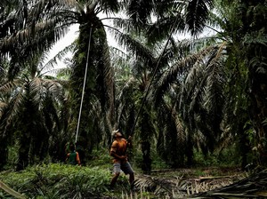 Jurus Biar Petani Sawit Naik Kelas