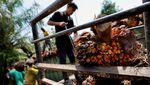 Geliat Industri Sawit yang Disinggung PM Malaysia Anwar Ibrahim