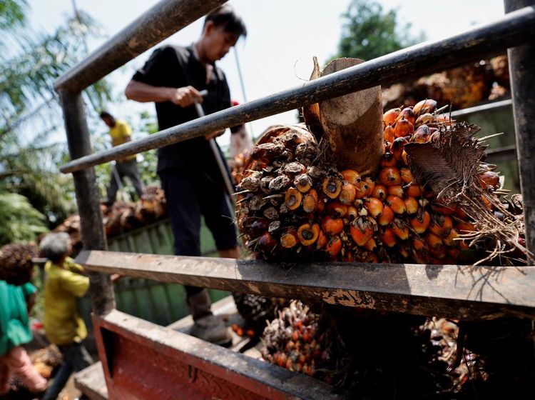 Geliat Industri Sawit yang Disinggung PM Malaysia Anwar Ibrahim