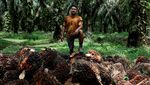 Panen Kelapa Sawit di Tengah Drama Panjang Mahalnya Migor